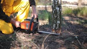 How Our Tree Care Process Works  in  Palmyra, NJ