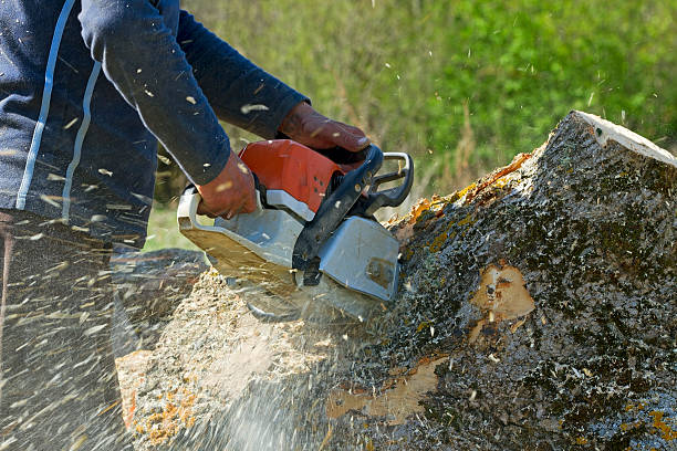 Palmyra, NJ Tree Removal Company